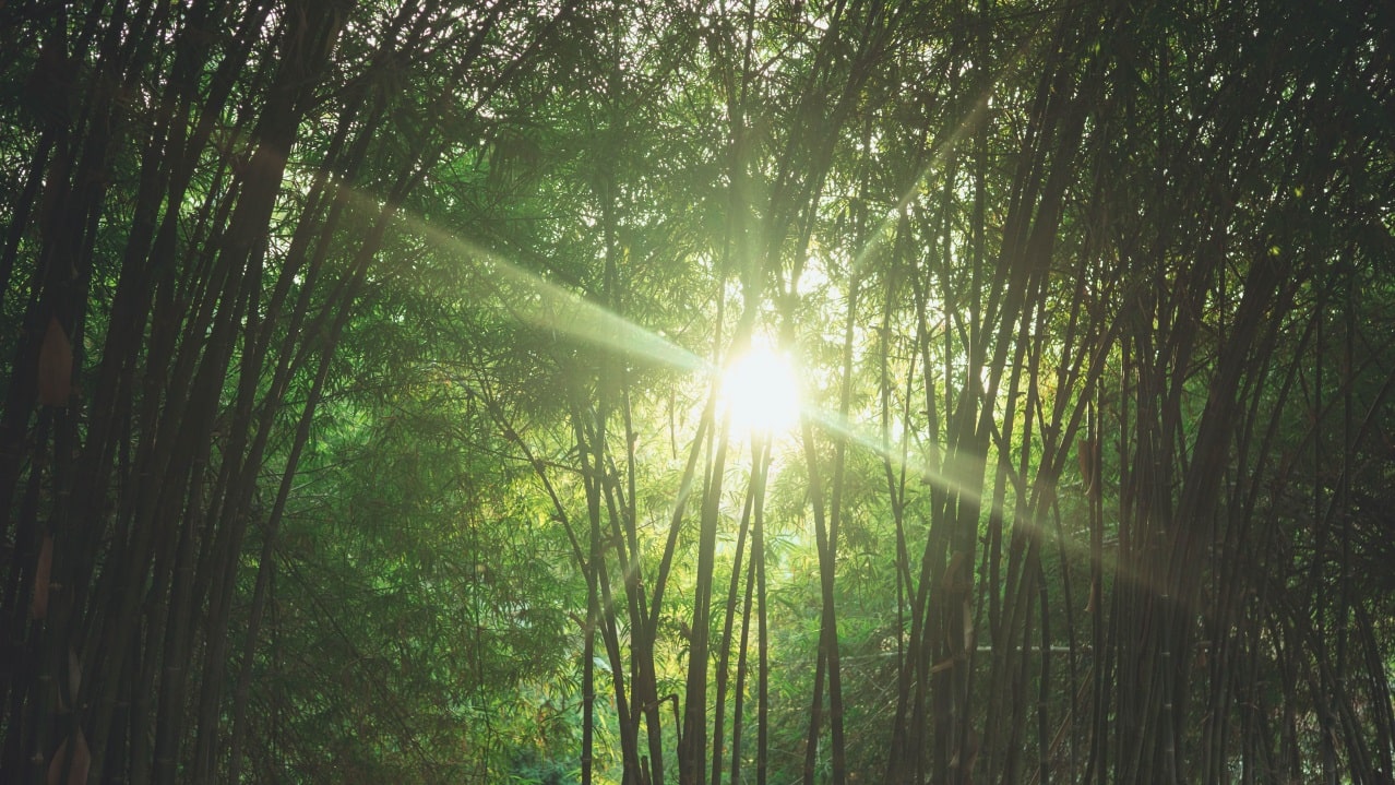 bambou-materiau-ecologique