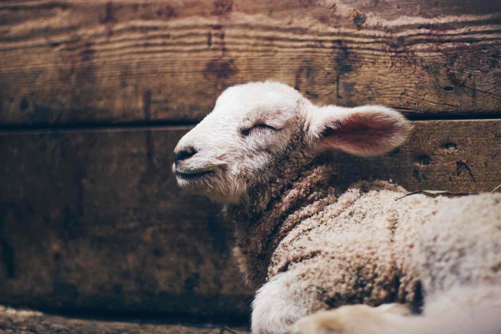daniel-sandvik-bebe-mouton-vetement-vegan