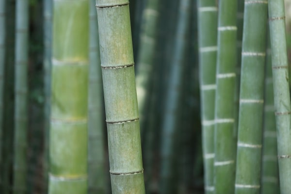 kazuend-bambou-materiau-vegan