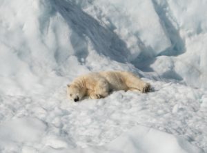 annie-spratt-greenpeace-tueur-d-ours-polaires
