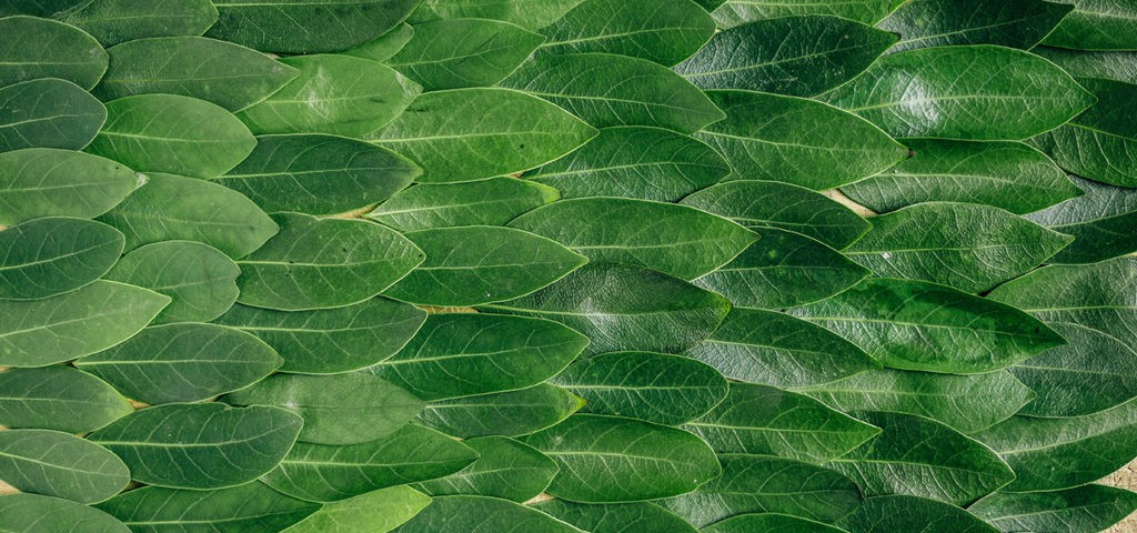 freespirited, greenwashing, feuilles, vert