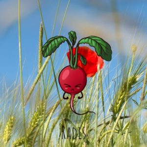 Free-spirited-fruits-légumes-saison-aout-Radis