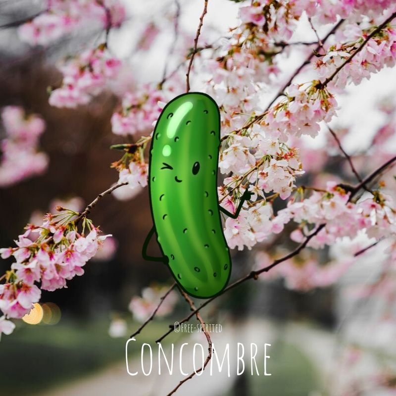 Free-spirited-fruits-légumes-saison-avril-Concombre