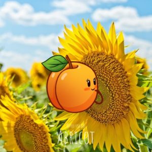 Free-spirited-fruits-légumes-saison-juin-Abricot