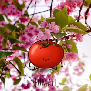 Free-spirited-fruits-légumes-saison-mai-Tomate