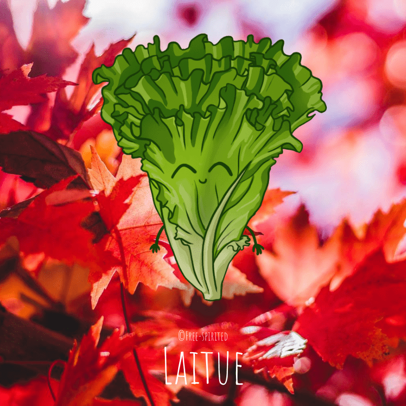 Free-spirited-fruits-légumes-saison-bio-responsable-écologie-septembre-Laitue