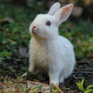 referendum-animaux-hugo-clement-maltraitance-animal-lapin